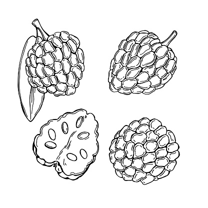 Hand drawn African fruits. Custard apple (Annona senegalensis, wild soursop, sunkungo, dorgot) Vector sketch illustration.