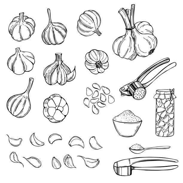 Garlic set. Vector sketch illustration Hand drawn garlic set. Vector sketch illustration garlic stock illustrations