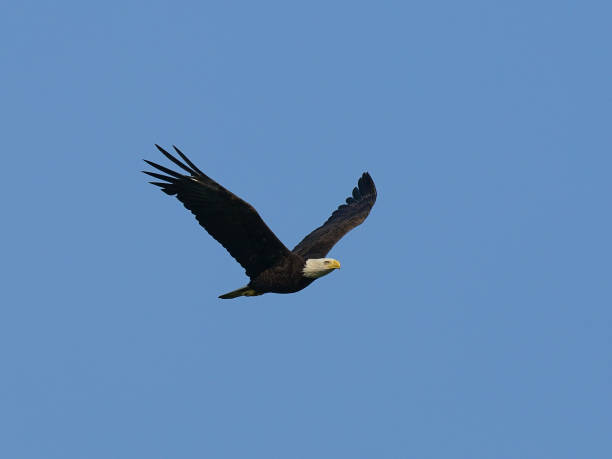 istock a adult bald eagle fly in the blue sky 1198984207