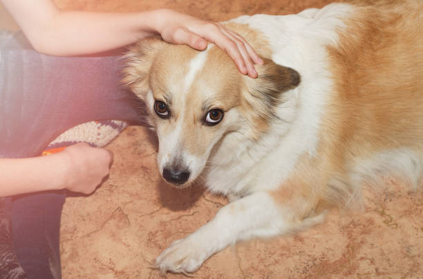 istock Children's hands stroking a happy young dog 1198984976