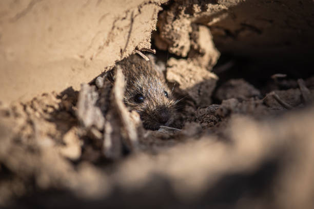 Adorable Wood mouse (Apodemus sylvaticus) in its natural habitat, hiding in a hole Adorable Wood mouse (Apodemus sylvaticus) in its natural habitat, hiding in a hole. This cute looking mouse is found across most of Europe and is a very common and widespread species. baby mice stock pictures, royalty-free photos & images