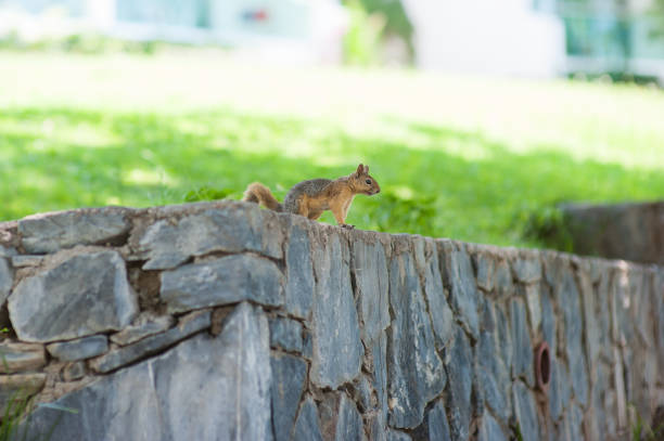 istock Squirrel sitting on the wall looking into the distance 1198985319
