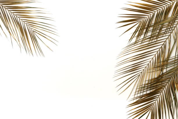 istock Gold palm leaves plant pattern frame isolated on a white background. top view. copy space. abstract. 1198985328