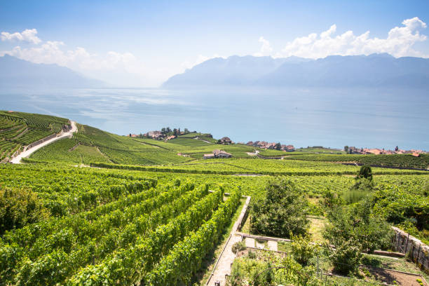 istock Vineyards in Lavaux region, Switzerland 1198986270