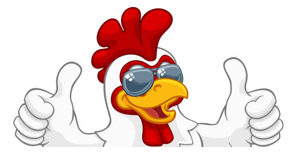 Chicken Rooster Cockerel Bird Sunglasses Cartoon A chicken rooster cockerel bird cartoon character in cool shades or sunglasses peeking over a sign and giving a double thumbs up chicken thumbs up design stock illustrations