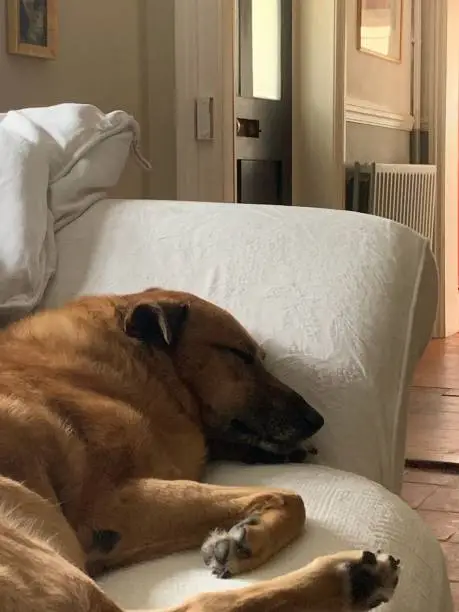 Photo of Dog on couch