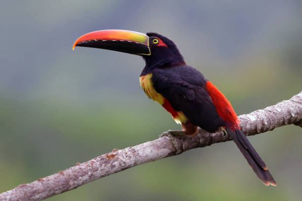 Fiery-Billed Aracari Toucan