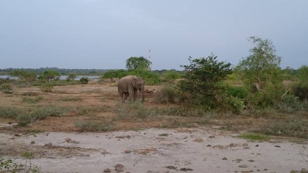 istock Elephant in Sri Lanka 1198991641