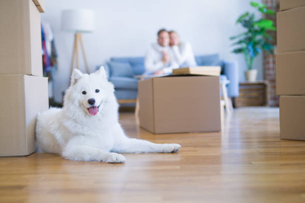 young beautiful couple with dog sitting on the sofa at new home around cardboard boxes - moving house apartment couple box imagens e fotografias de stock