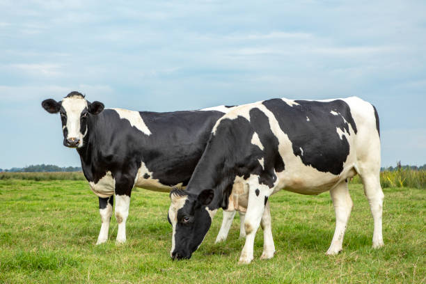Two black and white cows standing upright and grazing in a field under a blue sky and a faraway straight horizon. stock photo