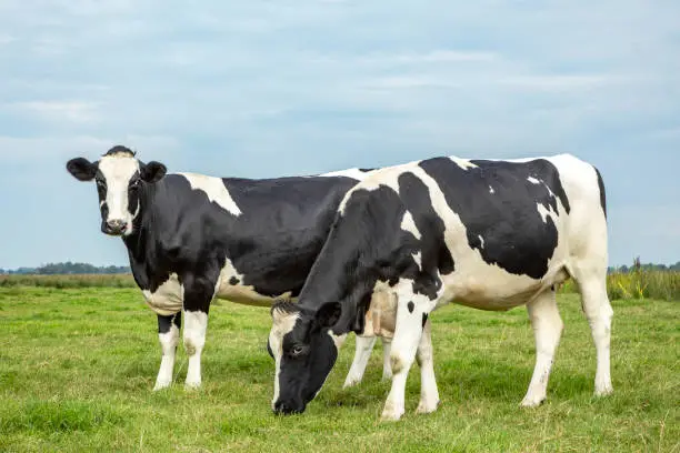 Photo of Two black and white cows standing upright and grazing in a field under a blue sky and a faraway straight horizon.
