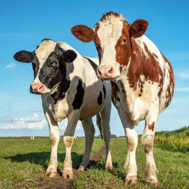 istock Two cows in a pasture under a blue sky 1198993262