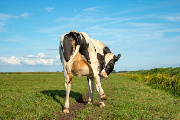 istock Young cow  licking under hind leg, showing tiny baby udder 1198993296