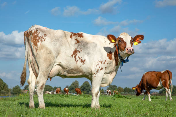 istock Red and white dairy cow in a meadow, with blue sky 1198993490