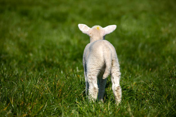 Side view of a newborn lamb, full of energy and running at a farm in Scotland.