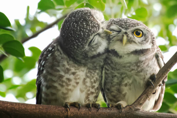istock Spot owl  smelling each other on a branch 1198994464
