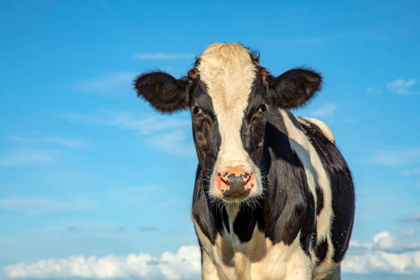 istock Black and white cow, gentle expression, in front view and a blue sky. 1198994507