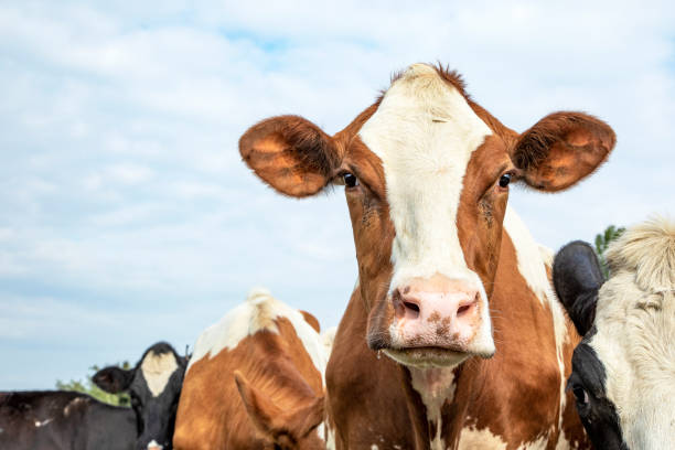 głowa krowy, urocza i przyjazna ekspresja, czerwona i biała - livestock pink agriculture nature zdjęcia i obrazy z banku zdjęć