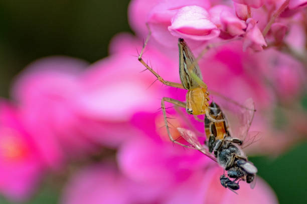 A large green spider, micrommata virescens, sits on a bright red peony flower, next to a bee collecting pollen. Macrophotography, close-up, copy space