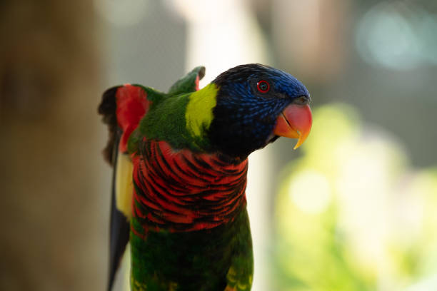 istock A Bird at the Zoo 1198995054