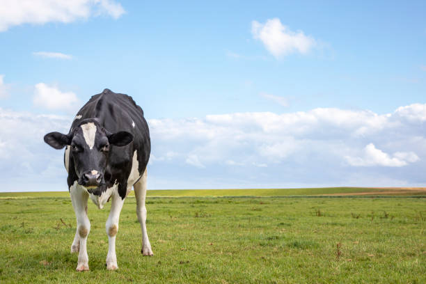 istock A black and white cow, looking angry distrustful, in a green  pasture under a blue cloudy sky and a distant straight horizon behind. 1198997050