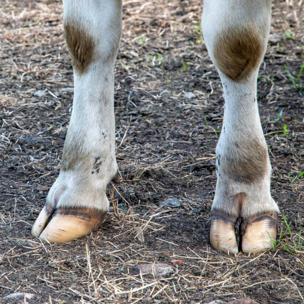 White hooves of a dairy cow on a muddy path. stock photo