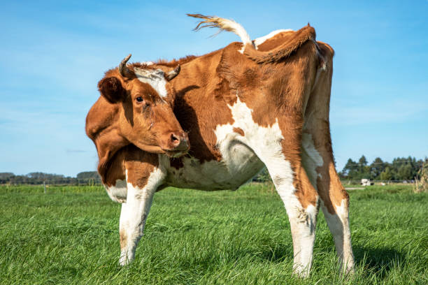 vaca joven girando la cabeza para mirar hacia atrás, balanceándose de la cola, bajo un cielo azul en un pasto verde. - backward dutch fotografías e imágenes de stock