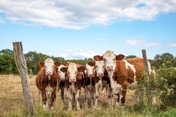istock Cows behind barbed wire together standing on a dry pasture, a blue sky. 1198997644