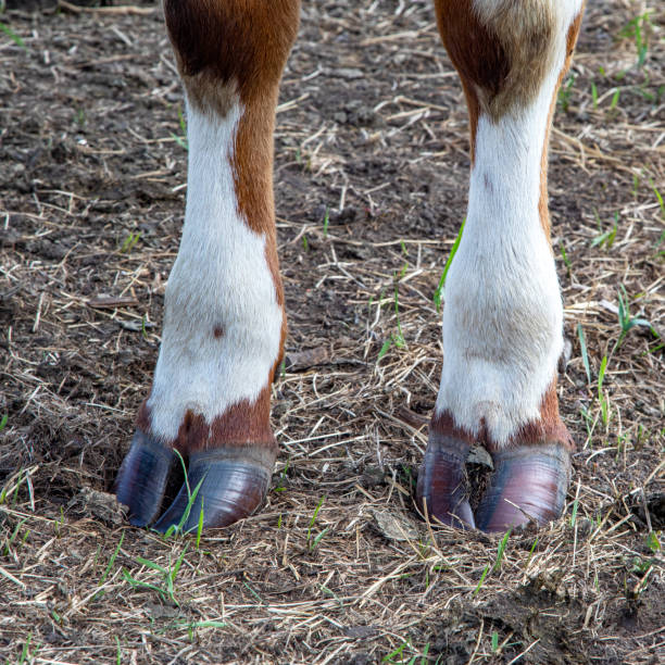 istock Two brown front hooves of a cow on straw 1198997719