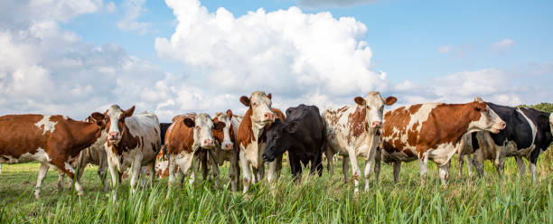 istock Group of cows next to eachother in a green pasture, a panoramic wide view 1198998253