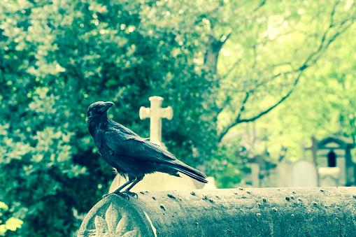 A depressive picture of a crow standing on the grave on a cemetery.
