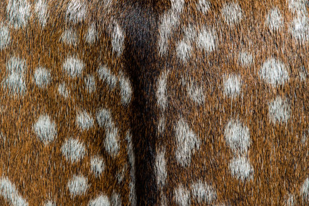 Close-up of fallow deer redish brown body hair with characteristic white spots