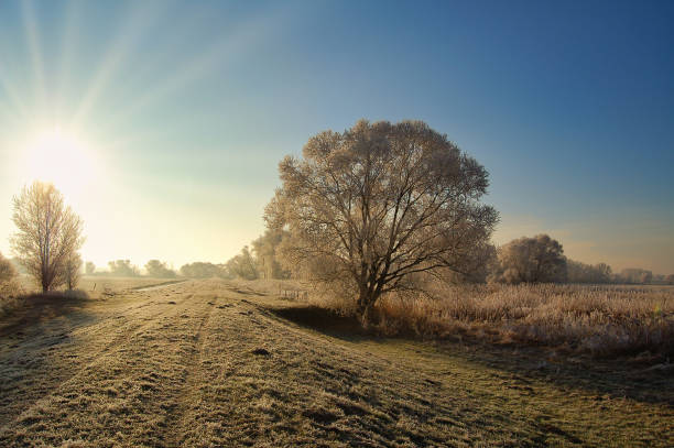 Sun shining on hoarfrost morning at dike. willow tree growing. Havelland region in germany. Sun shining on hoarfrost morning at dike. willow tree growing. Havelland region in germany. grunewald berlin stock pictures, royalty-free photos & images