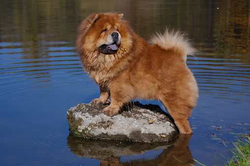 A large red-haired, shaggy dog of the Chow Chow breed stands on a stone in a large pond with blue reflection, in summer