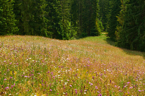 beautiful wildflowers on bright meadow, summer landscape, high spruces on hills - travel destination scenic, carpathian mountains