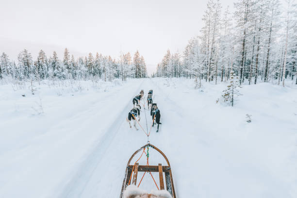 Husky dog sledding in Lapland, Finland Huskey dogs sledge safari ride at sunset in winter wonderland, Levi, Lapland, Finlad dogsledding stock pictures, royalty-free photos & images