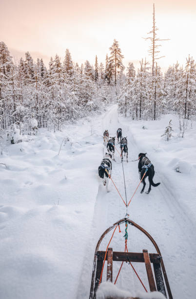 istock Husky dog sledding in Lapland, Finland 1199004215