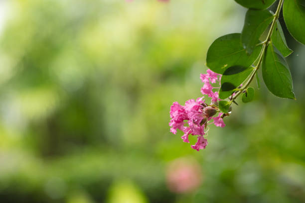 Beautiful red flower growing in tropical climates. Macro photography of beautiful colors