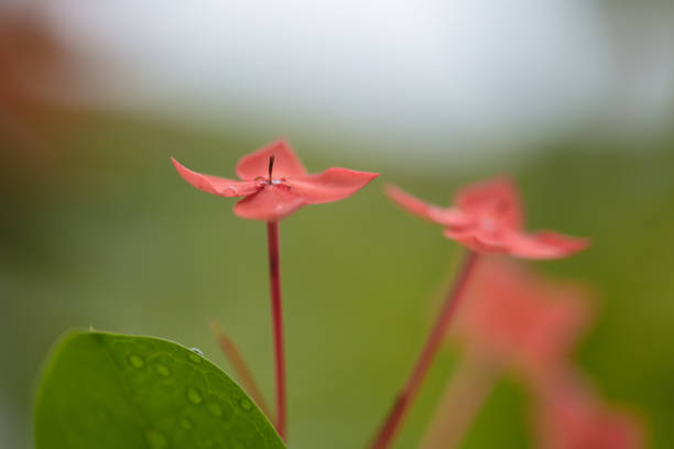 Beautiful red flower growing in tropical climates. Macro photography of beautiful colors