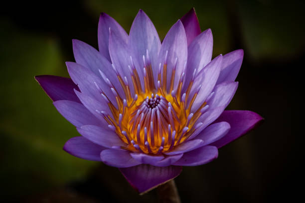 Close up of a purple water lily