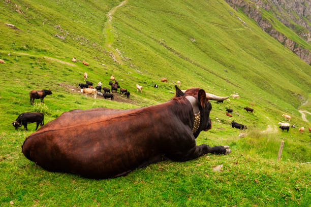 Brown cow lying down on a green alpine meadow in the Pennine Alps. Grimentz, Valais, Switzerland, Europe