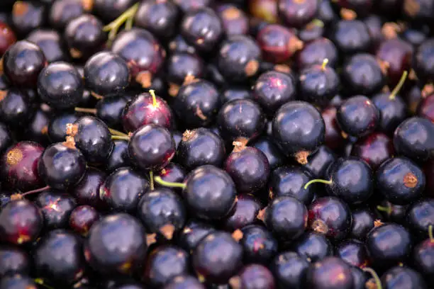 Full frame shot of Freshly picked home grown blackcurrants, wallpaper.