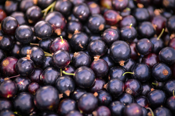 full frame shot of freshly picked home grown blackcurrants, wallpaper - black currant currant black fruit imagens e fotografias de stock