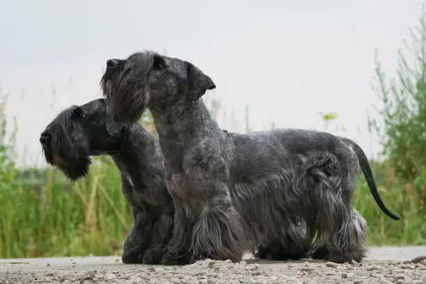 Two dark gray Czech Terrier dogs stand next to the track on a grass background