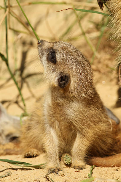 istock Little meerkat looking up 119900721