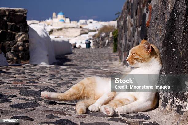 Stray Katze In Oia Auf Santorini Griechenland Stockfoto und mehr Bilder von Hauskatze - Hauskatze, Raubkatze, Griechenland