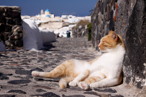 Two stray cats sunbathing on rocks with the sea in the background. This charming scene captures the peaceful coexistence of feline companions by the coast.