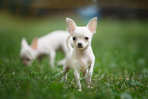 Little white chihuahua puppy stands outdoors on green grass in summer