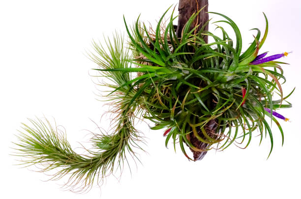 istock Tillandsia or Air plant. 1199008383