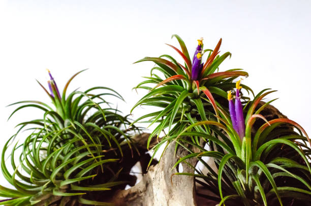 istock Tillandsia or Air plant. 1199008392